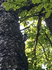 Dendrocopos leucotos