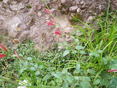 Salvia oppositiflora