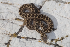 Vipera ursinii