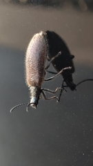 Lagria grenieri