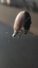 Lagria grenieri