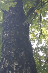 Dendrocopos leucotos