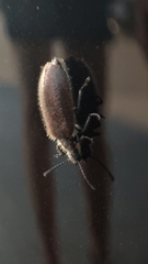 Lagria grenieri