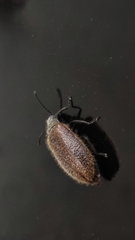 Lagria grenieri