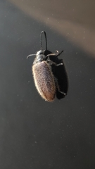 Lagria grenieri