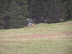 Marmota baibacina
