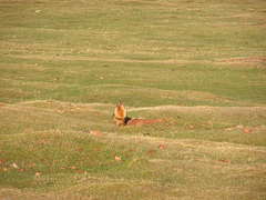 Marmota baibacina