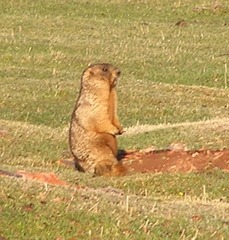 Marmota baibacina