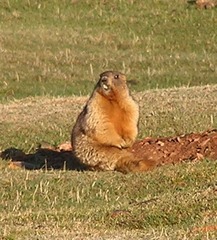 Marmota baibacina