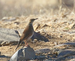 Certhilauda subcoronata