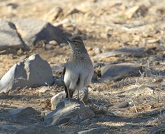 Certhilauda subcoronata