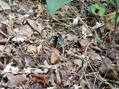 Microstylum oberthurii