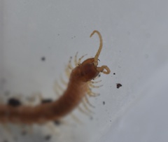 Theatops spinicaudus