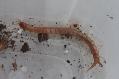 Theatops spinicaudus