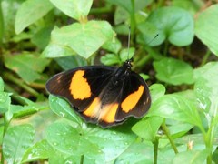 Junonia westermanni suffusa