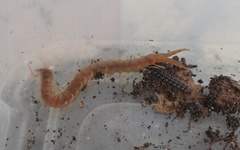 Theatops spinicaudus