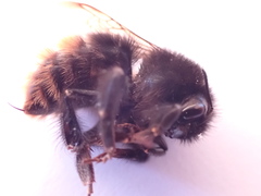Bombus wurflenii