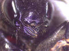 Bombus wurflenii