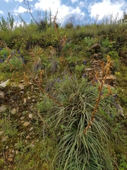 Puya ferruginea