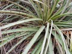Puya ferruginea