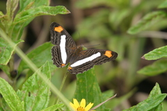Adelpha basiloides