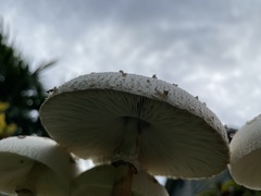 Chlorophyllum molybdites image