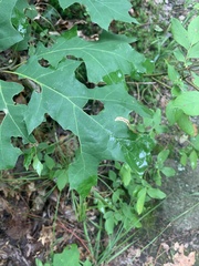 Stigmella quercipulchella