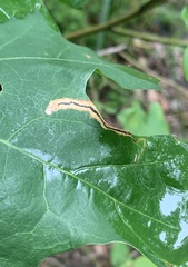 Stigmella quercipulchella