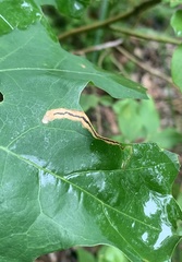 Stigmella quercipulchella