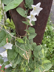 Convolvulus arvensis