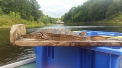 Acipenser fulvescens