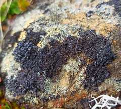 Cornicularia normoerica