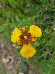 Hesperoxiphion peruvianum