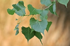 Populus deltoides