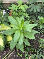 Magnoliopsida