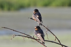 Hirundo rustica