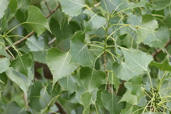 Populus deltoides