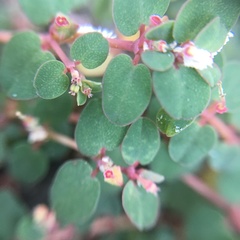 Euphorbia makinoi