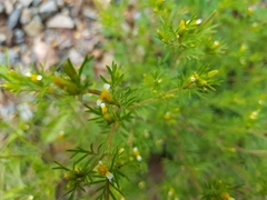Tagetes filifolia