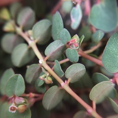 Euphorbia makinoi