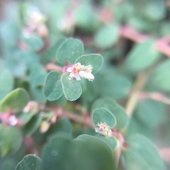 Euphorbia makinoi