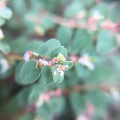 Euphorbia makinoi