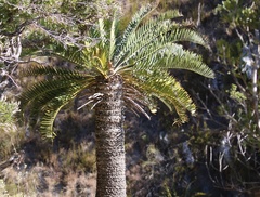 Encephalartos