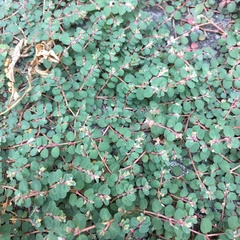 Euphorbia makinoi