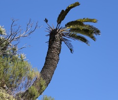Encephalartos longifolius