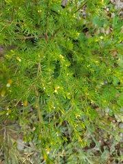 Tagetes filifolia