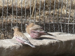 Leucosticte australis