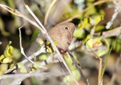 Cassionympha cassius