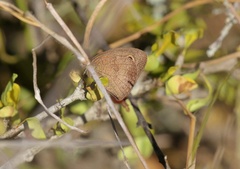 Cassionympha cassius