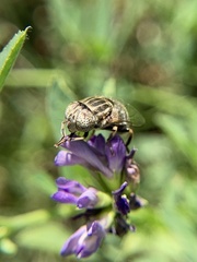 Eristalinus aeneus